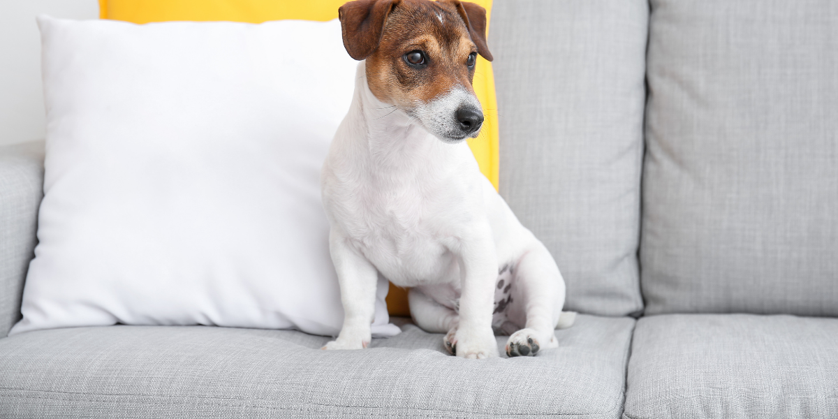 Imagem de um cachorro sobre um sofá com uma capa sob medida.